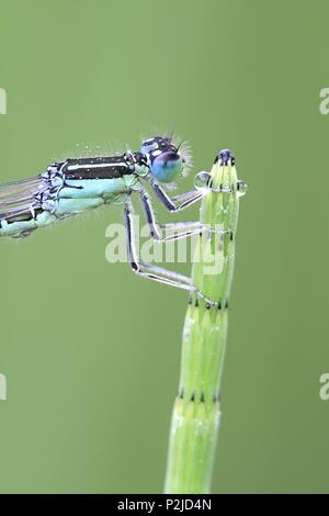 Scarsa blu-tailed damselfly, Ischnura pumilio Foto Stock