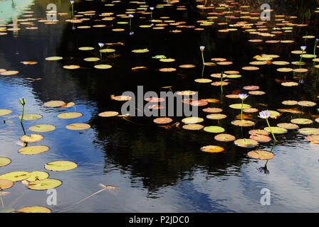 Lilly pastiglie e fiori che sembrano galleggiare nello spazio. . . Creare un bellissimo sfondo. Fotografato vicino a Cape Town. Foto Stock