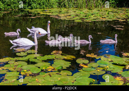 Cigno famiglia i genitori e cygnets sul Sankey canal. Foto Stock