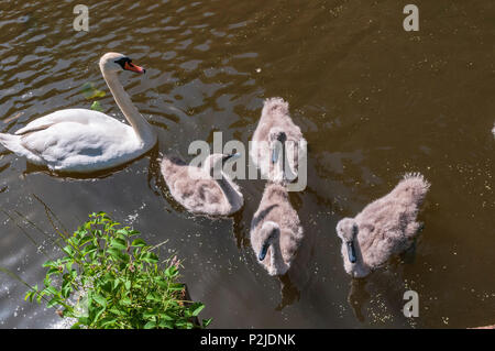 Cigno famiglia i genitori e cygnets sul Sankey canal. Foto Stock