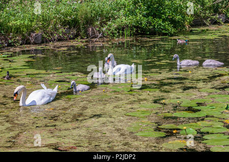 Cigno famiglia i genitori e cygnets sul Sankey canal. Foto Stock