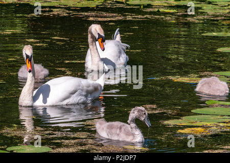 Cigno famiglia i genitori e cygnets sul Sankey canal. Foto Stock