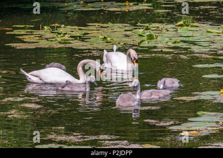 Cigno famiglia i genitori e cygnets sul Sankey canal. Foto Stock