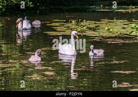 Cigno famiglia i genitori e cygnets sul Sankey canal. Foto Stock