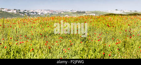 Una vista panoramica di un campo di papaveri Papaver rhoeas crescendo a campi arabili progetto sulla West pentire a Newquay in Cornovaglia. Foto Stock