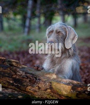 Ritratto di un slovacco dal pelo ruvido puntatore cane, sat da un vecchio albero marcio nel bosco su un pomeriggio invernale Foto Stock