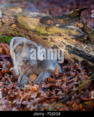 Ritratto di un slovacco dal pelo ruvido puntatore cane, sat da un vecchio albero marcio nel bosco su un pomeriggio invernale Foto Stock