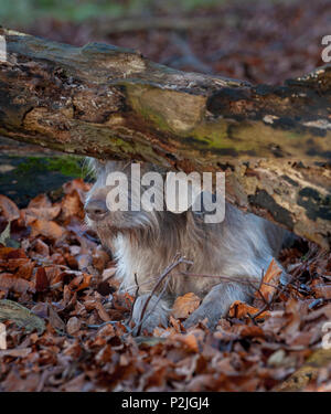 Ritratto di un slovacco dal pelo ruvido puntatore cane, sat da un vecchio albero marcio nel bosco su un pomeriggio invernale Foto Stock