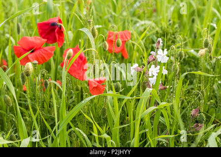 Il papavero Papaver rhoeas e White campion Silene latifolia che cresce in un campo a campi arabili progetto sulla West pentire a Newquay in Cornovaglia. Foto Stock