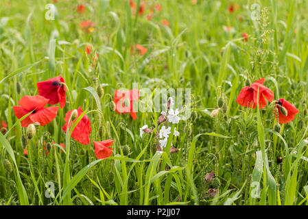 Papaveri colorati Papaver rhoeas e White campion Silene latifolia che cresce in un campo a campi arabili progetto sulla West pentire a Newquay in mais Foto Stock