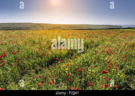 Il papavero Papaver rhoeas e mais Le calendule Glebionis segetum che cresce in un campo a campi arabili progetto sulla West pentire a Newquay in Cornovaglia. Foto Stock