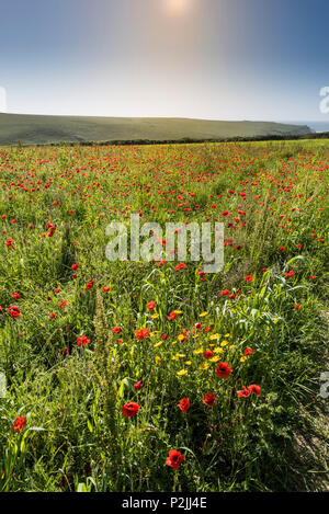 Il papavero Papaver rhoeas e mais Le calendule Glebionis segetum che cresce in un campo a campi arabili progetto sulla West pentire a Newquay in Cornovaglia. Foto Stock