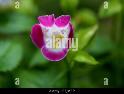 Vista ravvicinata della Piccola bella rosa triangolo di colore del fiore (Torenia fournieri) visto in un giardino di casa in Sri Lanka Foto Stock