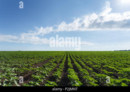 Verde giovane campo di girasole sotto il cielo nuvoloso, tempo di giorno Foto Stock