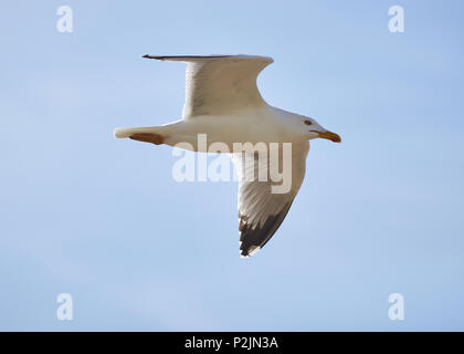 Un giallo-zampe (gabbiano Larus michahellis) volare contro un cielo blu nel Parco Naturale di Ses Salines (Formentera, isole Baleari, Spagna) Foto Stock