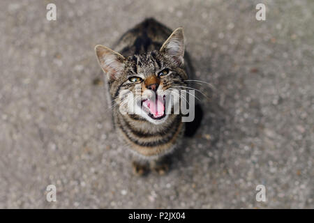 Un gatto in un arrabbiato stituation Foto Stock