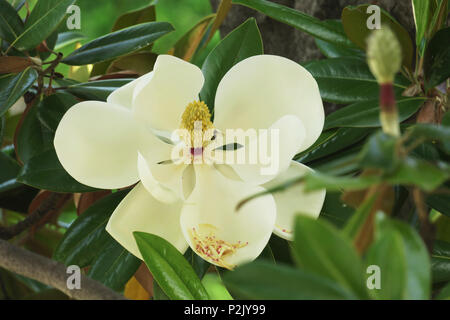 Api per raccogliere il polline da Magnolia grandiflora fiore, noto anche come il Sud della Magnolia. Foto Stock