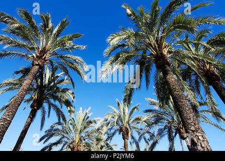 Alberi di Palma con feathery foglie verdi contro il cielo blu di Mallorca, Spagna. Foto Stock