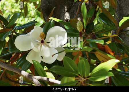 Api per raccogliere il polline da Magnolia grandiflora fiore, noto anche come il Sud della Magnolia. Foto Stock