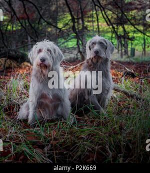 Due cani di razza, è slovacco dal pelo ruvido puntatore, sat nel bosco su un pomeriggio invernale Foto Stock