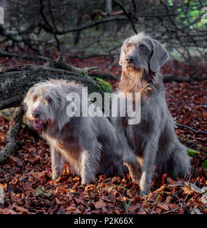 Due cani di razza, è slovacco dal pelo ruvido puntatore, sat nel bosco su un pomeriggio invernale Foto Stock