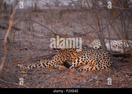 Wild ghepardo fotografato il Safari in Sud Africa Foto Stock