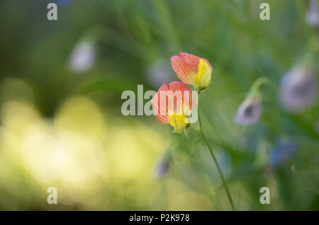 Lathyrus belinensis 'Goldmine'. Il Belin Pea fioritura in giugno. Regno Unito Foto Stock