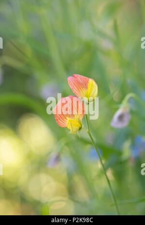 Lathyrus belinensis 'Goldmine'. Il Belin Pea fioritura in giugno. Regno Unito Foto Stock