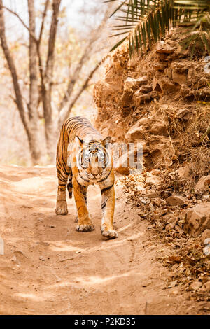 Femmina di tigre del Bengala (Panthera tigris) facendo minaccioso il contatto visivo a piedi lungo una traccia, il Parco nazionale di Ranthambore, Rajasthan, India settentrionale Foto Stock