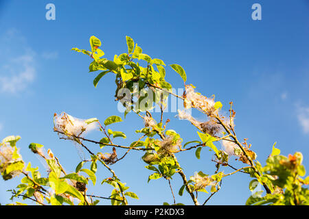 Un uccello Cherry essendo attaccato da bird-cherry ermellino (Yponomeuta evonymella) una falena la cui striscia di bruchi di foglie. Foto Stock