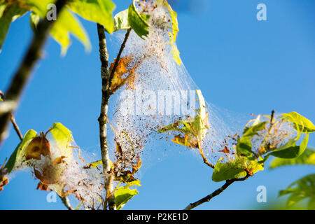 Un uccello Cherry essendo attaccato da bird-cherry ermellino (Yponomeuta evonymella) una falena la cui striscia di bruchi di foglie. Foto Stock