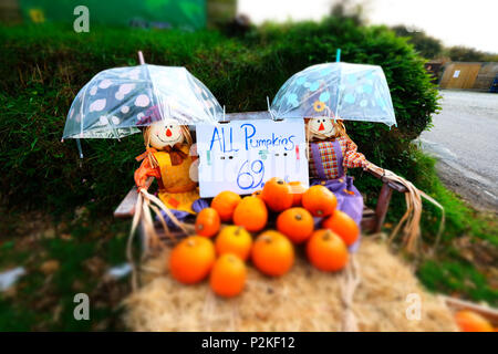 Zucche Scarecrows e ombrelloni Foto Stock