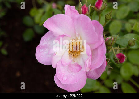 Delicati petali di rosa di una rosa selvatica che fiorisce in primavera con petali di fiori e boccioli contro il verde delle foglie. Foto Stock