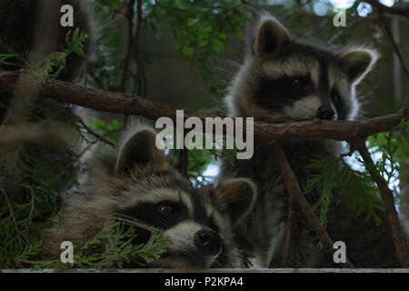 Due curiose raccoon kit in un cortile posteriore albero di cedro a Toronto, Ontario, Canada. Foto Stock