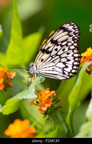 Alberi di mangrovie Ninfa - Idea leuconoe, bella in bianco e nero buttefly dal sud-est asiatico. Foto Stock