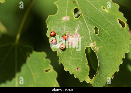 Le uova di un Puss Moth Caterpillar (Cerura vinulais) prevista su un Aspen Tree leaf (Populus tremula). Foto Stock