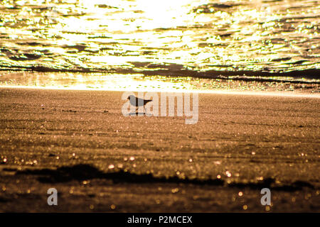Sandpiper in Silhouette su Berneray West Beach al tramonto Foto Stock