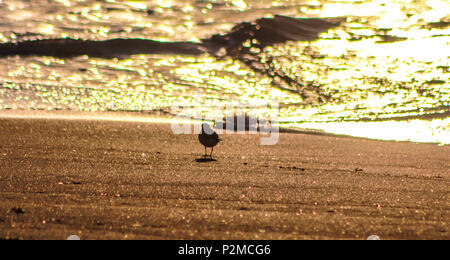 Sandpiper in Silhouette su Berneray West Beach al tramonto Foto Stock