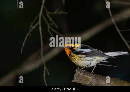 Blackburnian trillo - Setophaga fusca Foto Stock