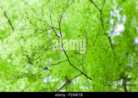 Colore verde brillante foglie su un giapponese di acero. Foto Stock