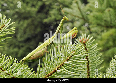 Green femmina adulta della mantide religiosa Foto Stock