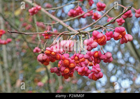 Frutti maturi di mandrino europea Foto Stock