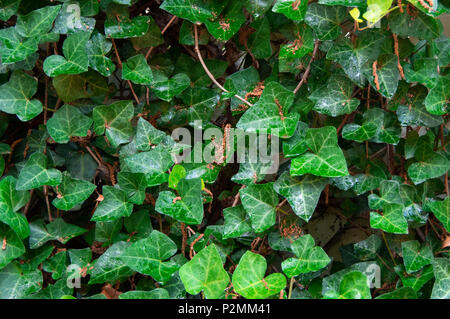 Priorità bassa dell'edera Foto Stock