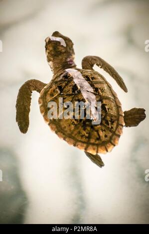 Caraibi, Piccole Antille, Saint Vincent e Grenadine, Bequia Island, Molla Bay, tartaruga embricata (Eretmochelys imbricata) presso Old Hegg Turtle Santuario Foto Stock