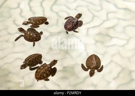 Caraibi, Piccole Antille, Saint Vincent e Grenadine, Bequia Island, Molla Bay, tartaruga embricata (Eretmochelys imbricata) presso Old Hegg Turtle Santuario Foto Stock