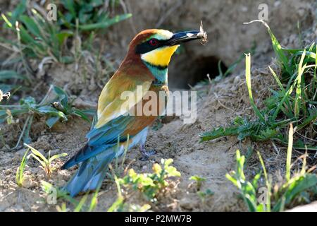 Francia, Doubs, uccelli, Europea Gruccione (Merops apiaster), Adulto portando un insetto al nido per alimentare i suoi pulcini Foto Stock