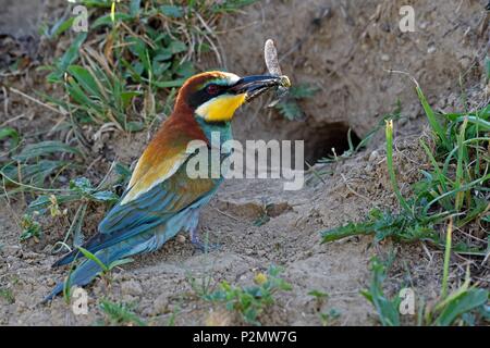 Francia, Doubs, uccelli, Europea Gruccione (Merops apiaster), Adulto portando un insetto al nido per alimentare i suoi pulcini Foto Stock