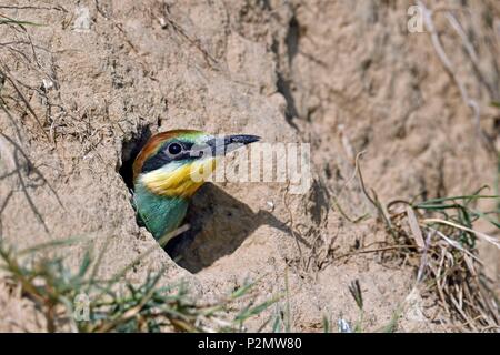 Francia, Doubs, uccelli, Gruccione (Merops apiaster), pulcino, capretti nest pronto a prendere il volo, terrier scavato in una banca del Doubs Foto Stock