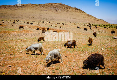 Un gregge di capre e pecore in Atlas Mountains, Marocco Foto Stock