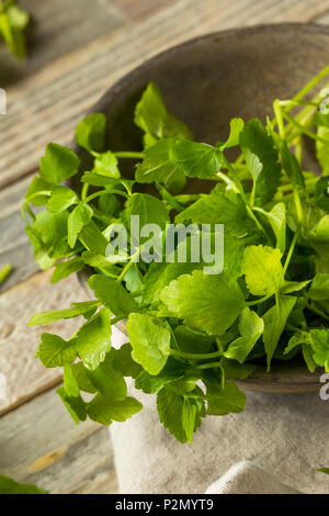 Materie organiche verde erba Dropwort pronto a mangiare Foto Stock